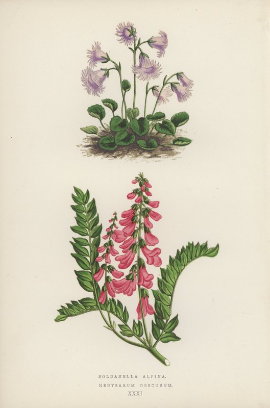 Soldanella Alpina; Hedysarum Obscurum von English School