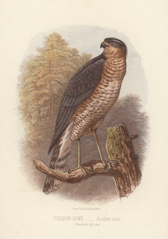 Sperber, Accipiter Nisus (Farblithografie) von English School