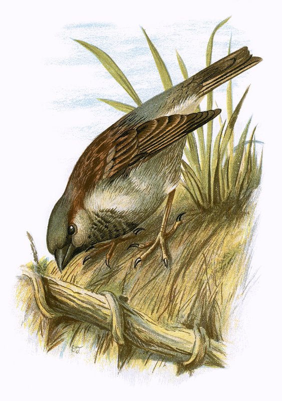 Spatz von English School