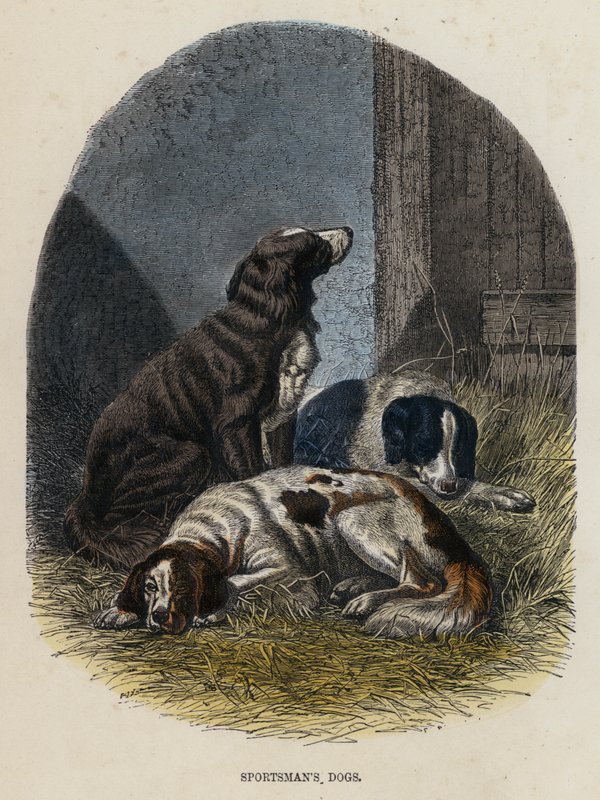 Hunde des Jägers (farbiger Stich) von English School