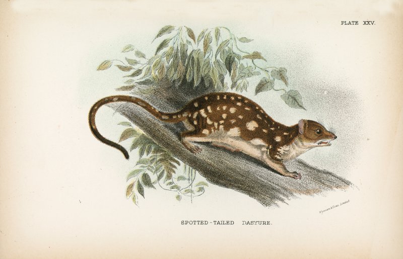 Gefleckter Schwanzbeutler von English School