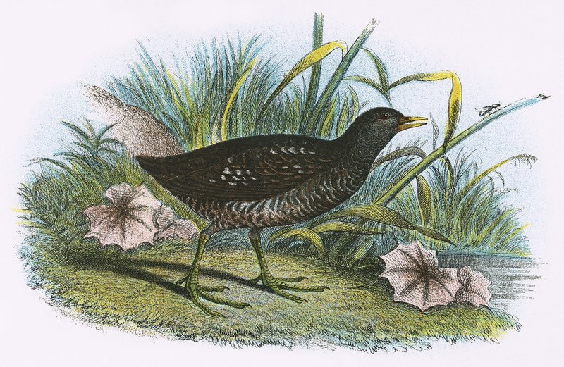 Tüpfelsumpfhuhn von English School