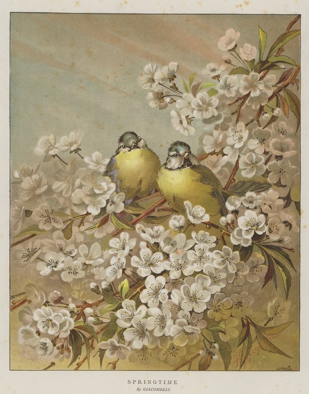 Frühling (Chromolitho) von English School