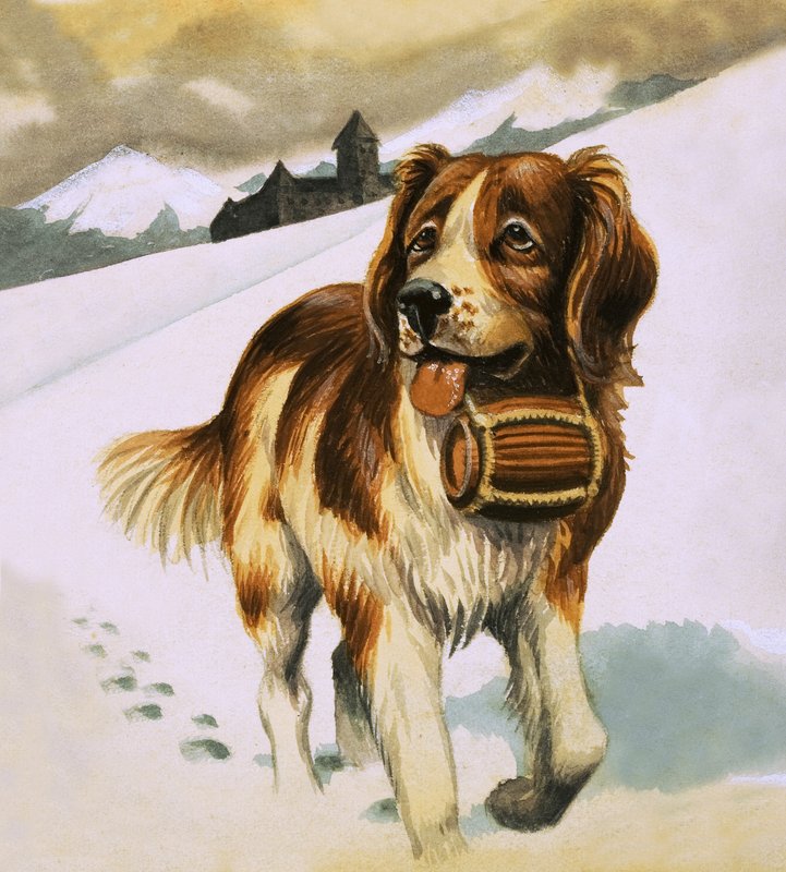 Bernhardinerhund von English School