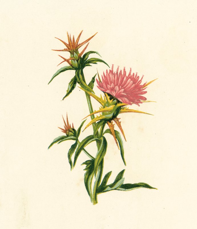 Eselsdistel, Centaurea Calcitrapa von English School