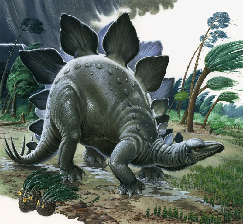 Stegosaurus von English School