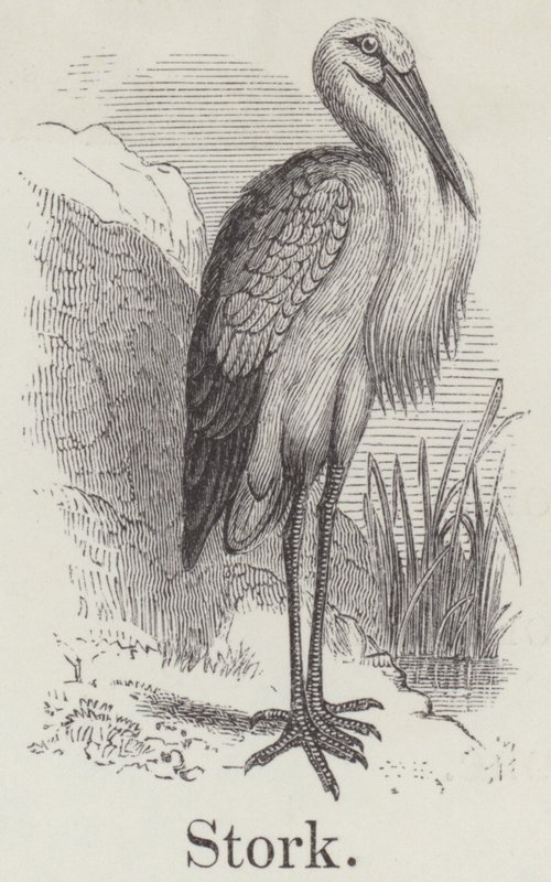 Storch (Gravur) von English School