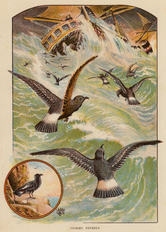 Sturmvögel von English School