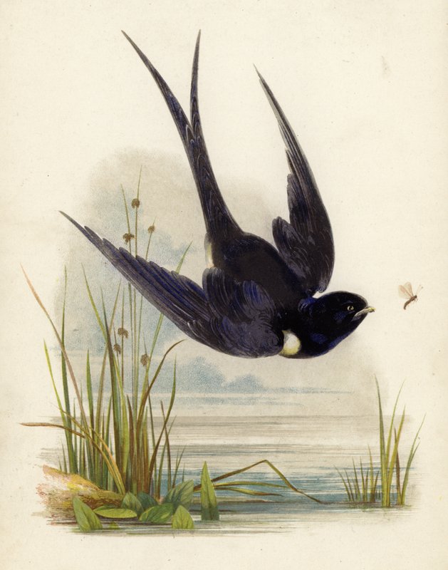 Swift von English School