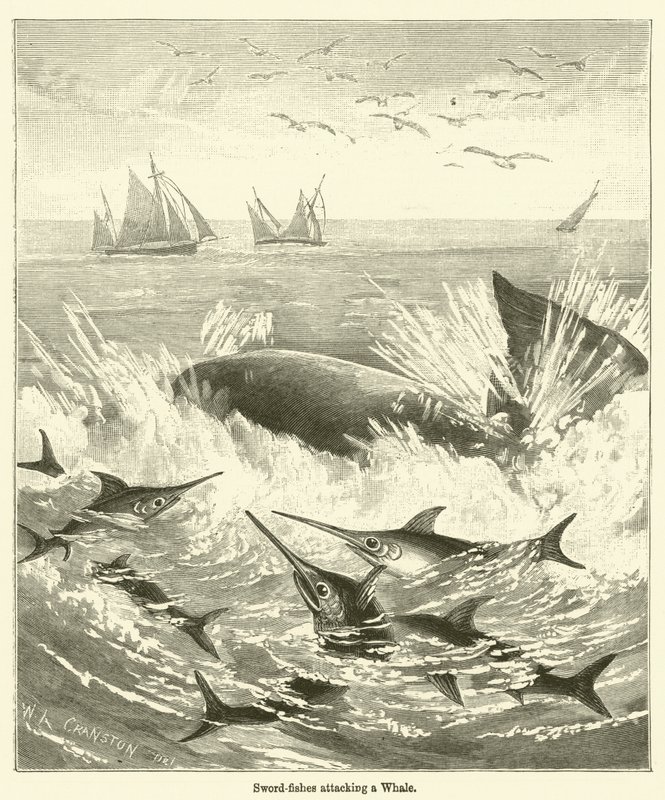 Schwertfische greifen einen Wal an (Gravur) von English School