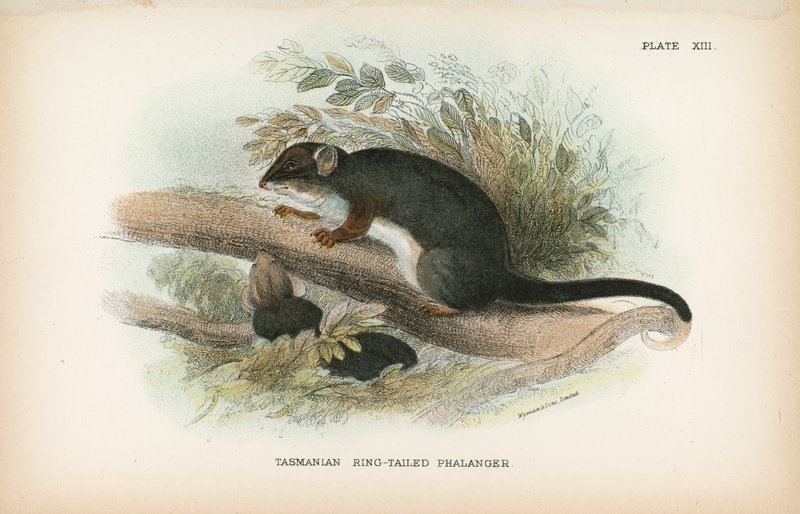 Tasmanischer Ringbeutler von English School