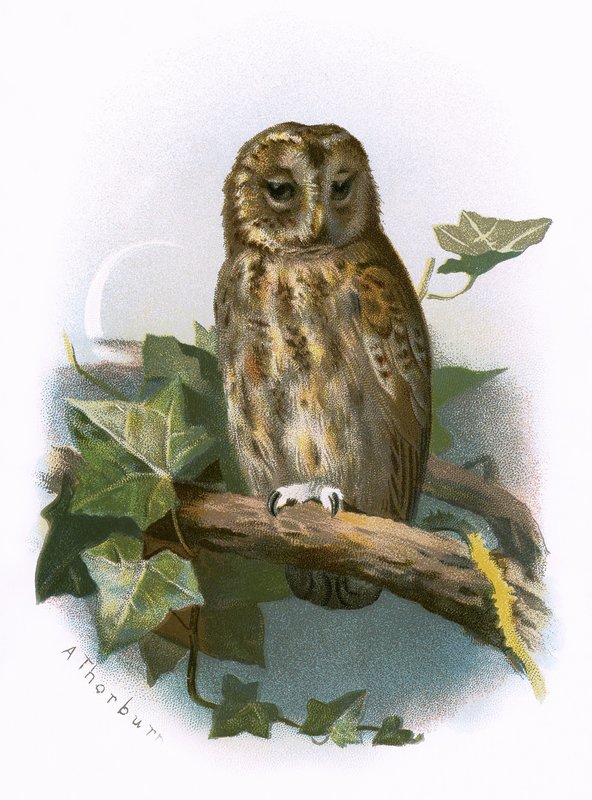 Waldkauz von English School