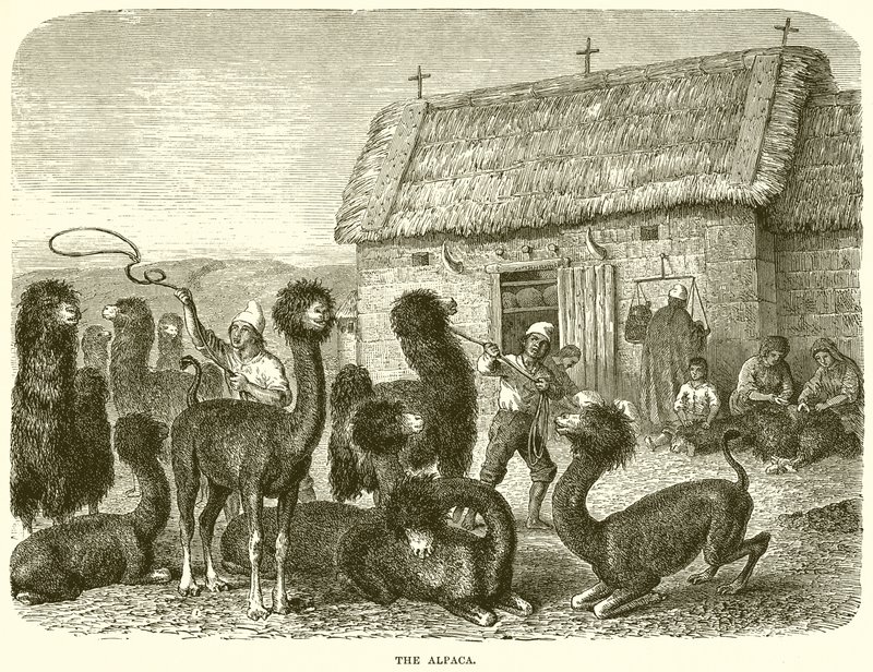 Das Alpaka von English School