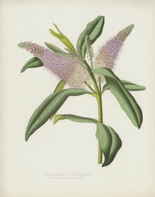 Die Anderson Veronica, Veronica Andersonii von English School