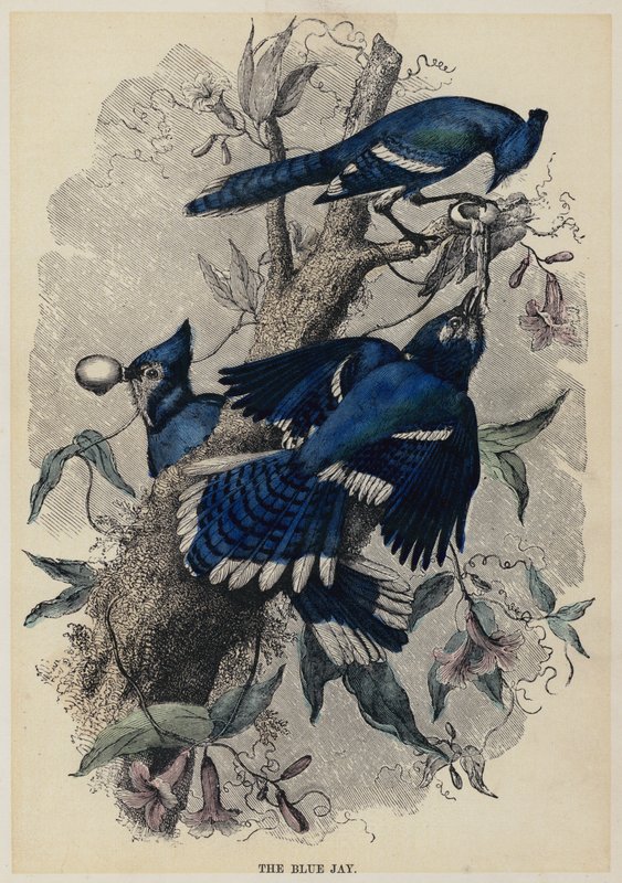 Der Blauhäher von English School