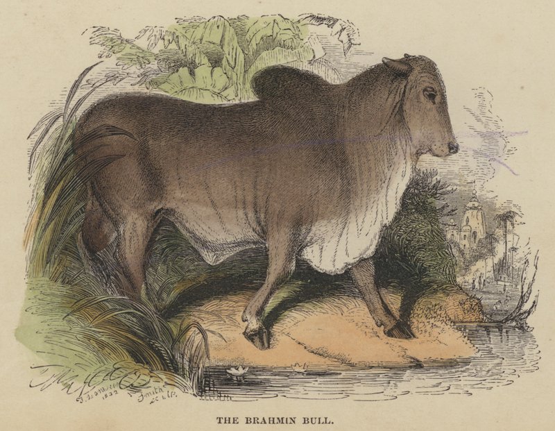 Der Brahmanenbulle von English School