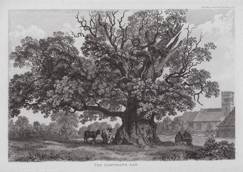 Die Cowthope-Eiche von English School