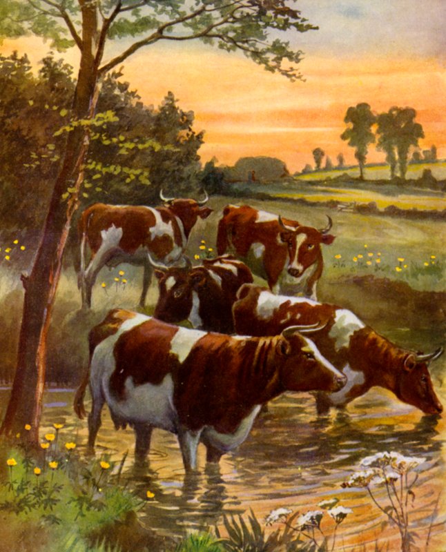 Die Herde des Milchbauern (Farblitho) von English School