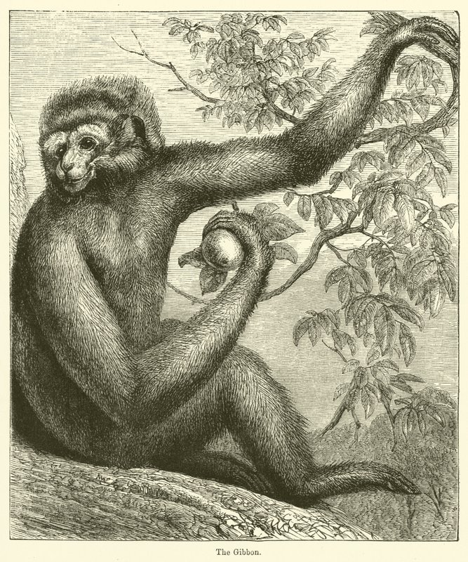 Der Gibbon (Gravur) von English School