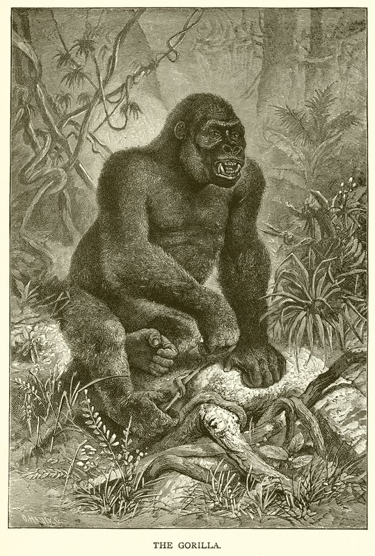 Der Gorilla von English School