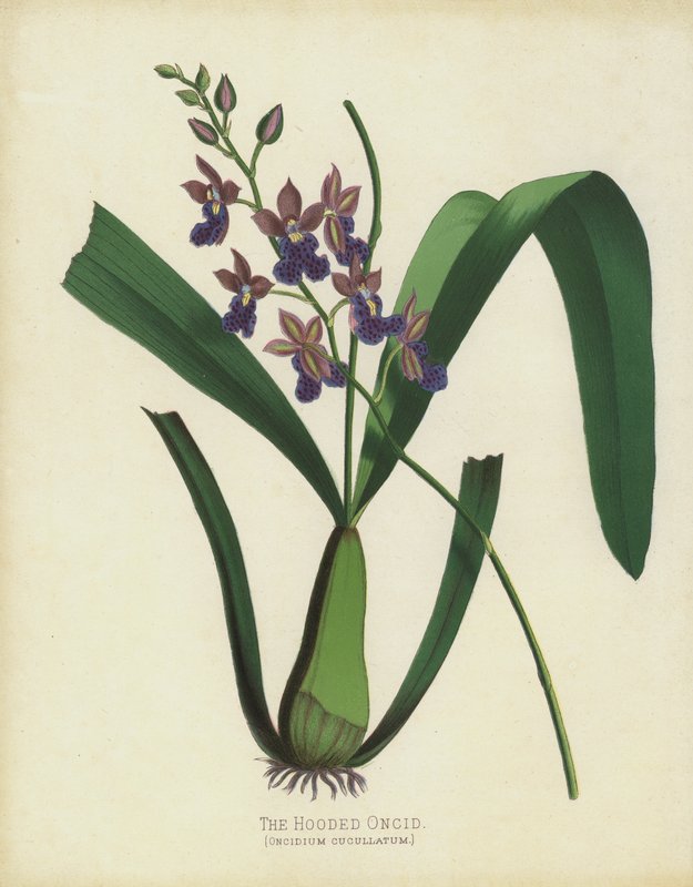 Die Kapuzen-Oncid, Oncidium Cuccullatum von English School