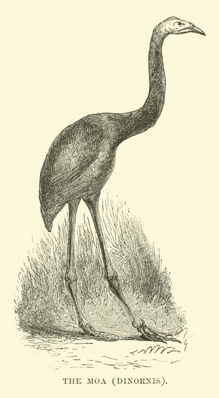 Der Moa, Dinornis von English School
