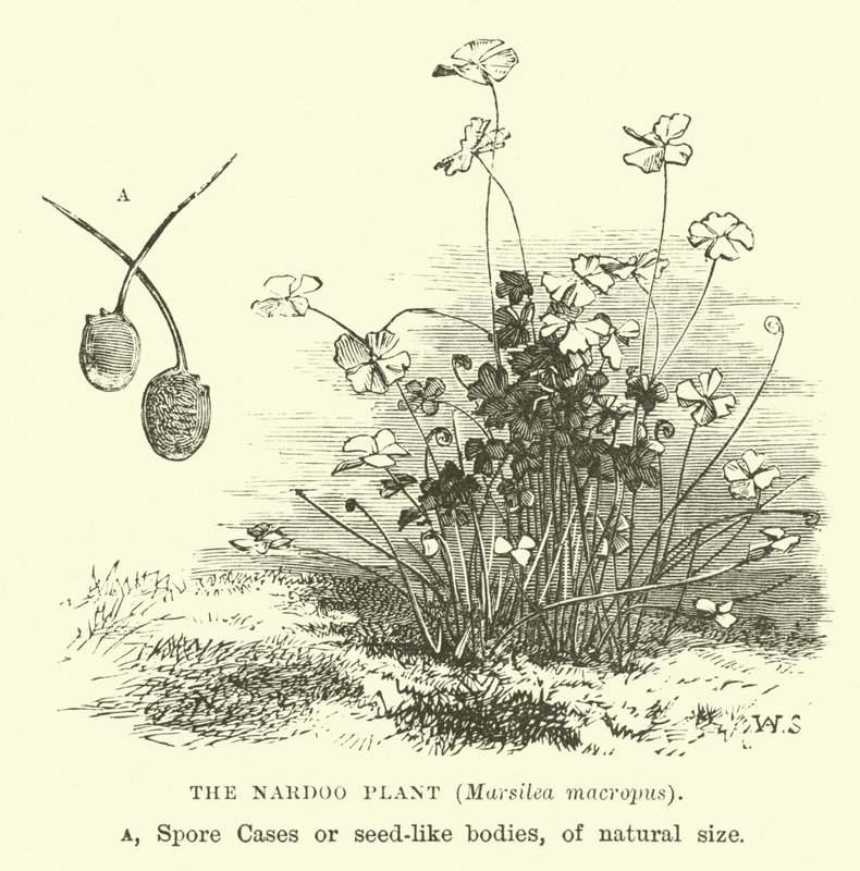 Die Nardoo-Pflanze, Marsilea macropus von English School
