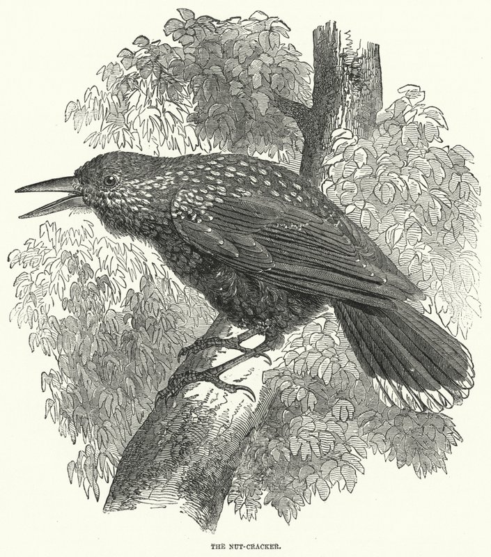 Der Nussknacker (Gravur) von English School