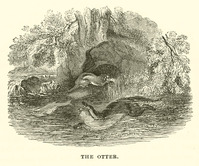 Der Otter (Stich) von English School
