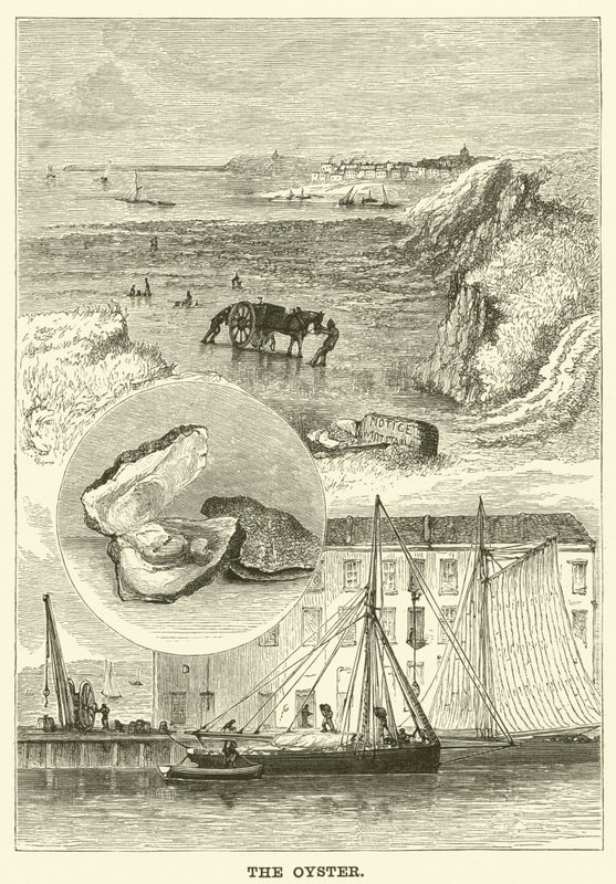Die Auster (Gravur) von English School