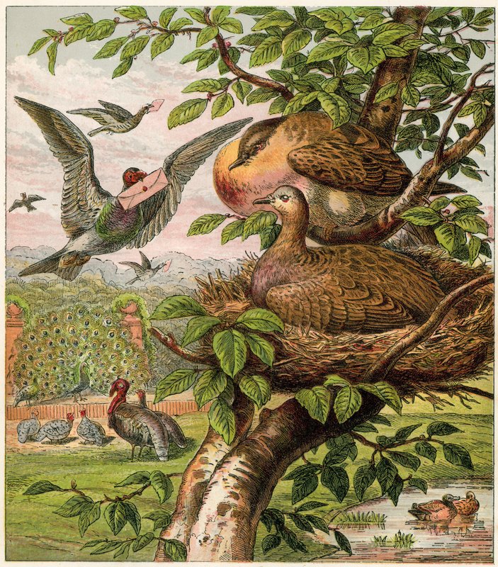 Der Pfau zu Hause von English School