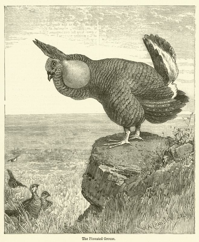 Der Präriehuhn von English School