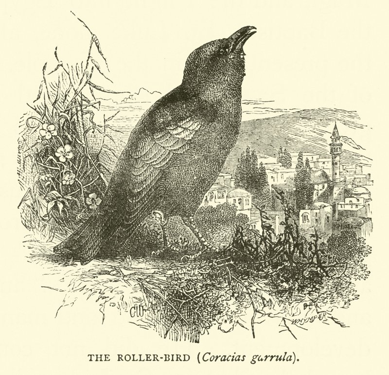 Der Blauracke, Coracias garrula von English School