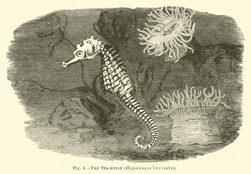 Das Seepferdchen, Hippocampus brevirostris von English School