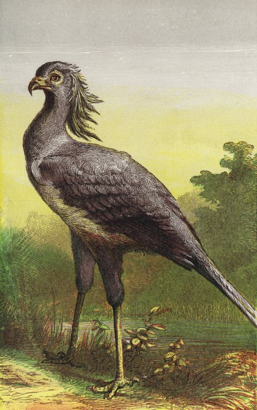 Der Sekretärvogel von English School