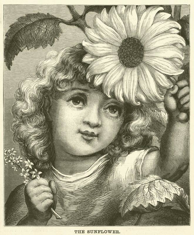 Die Sonnenblume (Gravur) von English School