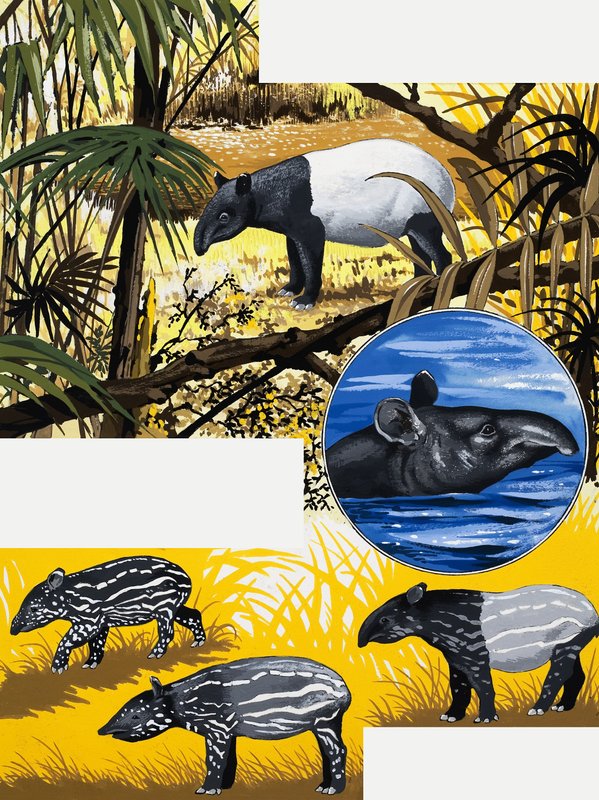 Der Tapir von English School