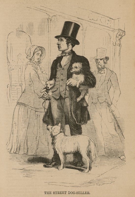 Der Straßenhunde-Verkäufer von English School