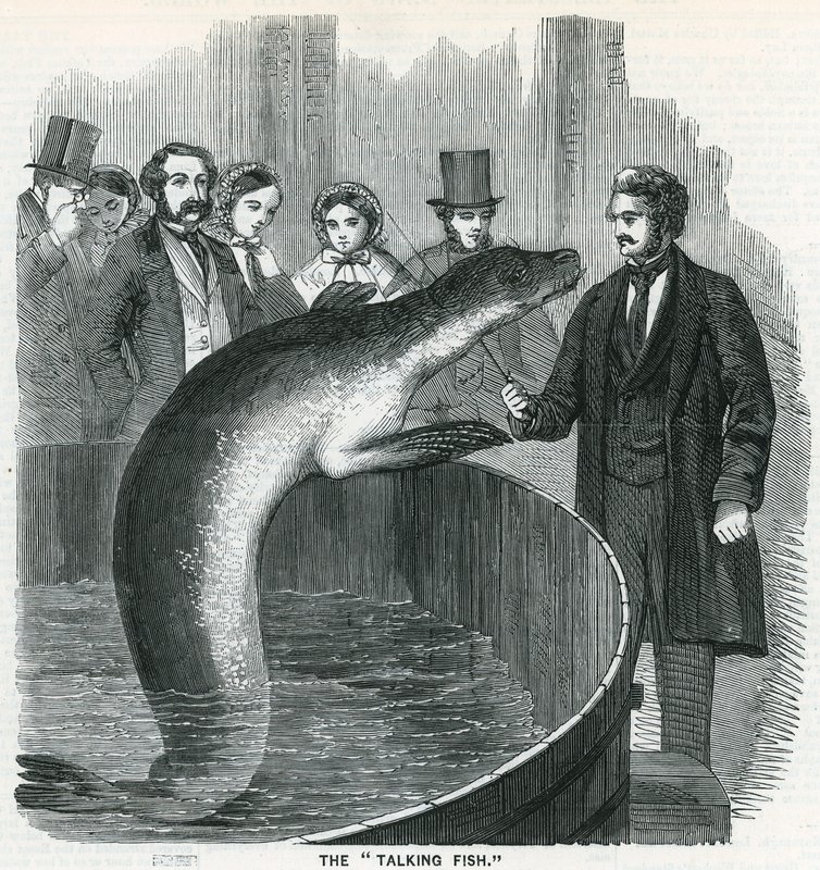 Der sprechende Fisch von English School