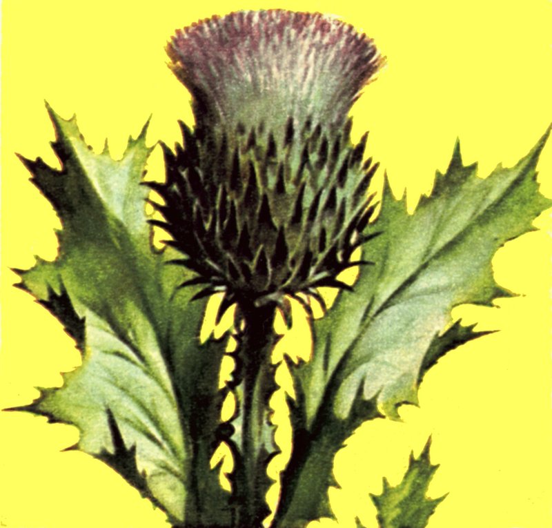 Distel von English School