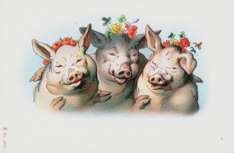 Drei Schweine mit Blumen auf dem Kopf von English School