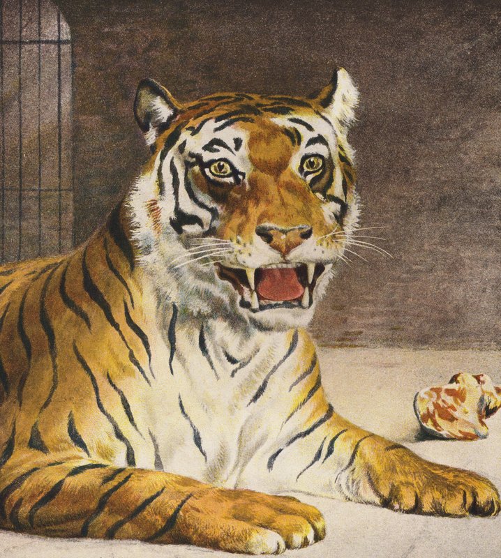 Tiger von English School