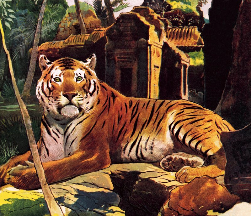 Tiger in den Ruinen von English School