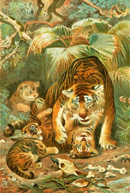 Tigerin und Junge von English School