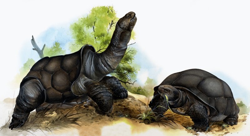 Schildkröten von English School