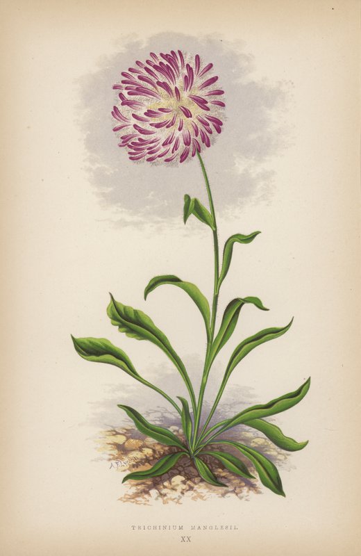 Trichinium Manglesii von English School