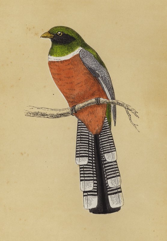 Trogon von English School