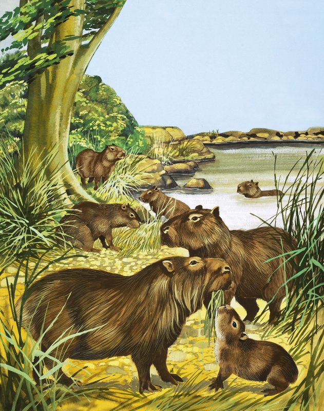 Unidentifizierte Tiere an einem Teich von English School
