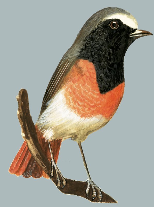 Unidentifizierter Vogel von English School