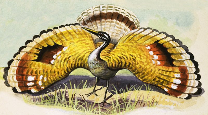 Unidentifizierter Vogel von English School